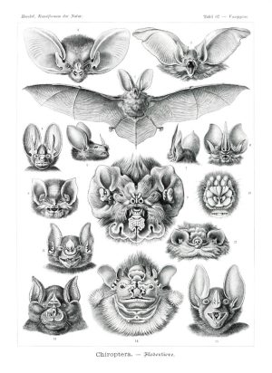Planche scientifique vintage d'Ernst Haeckel (Kunstformen der Natur) représentant des chauves-souris et chiroptères, idéale pour un puzzle en bois de qualité.