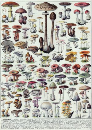 Reproduction fidèle d'une planche encyclopédique ancienne sur les champignons, illustrant de nombreuses espèces pour une création de puzzle en bois.