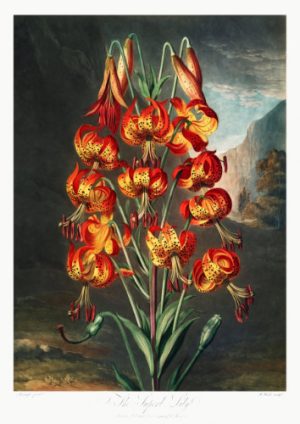 Magnifique illustration ancienne d'un lys tigré aux teintes flamboyantes, destinée à un puzzle en bois de fabrication artisanale.